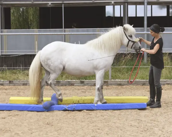 Eine Frau übt mit einem weißen Pferd Bodenarbeit. Das Pferd überquert geschickt bunte Hindernisse.