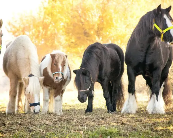 Fünf Pferde, darunter Ponys und ein Shire Horse, stehen nebeneinander. Eine Pferderasse mit C ist nicht klar erkennbar.