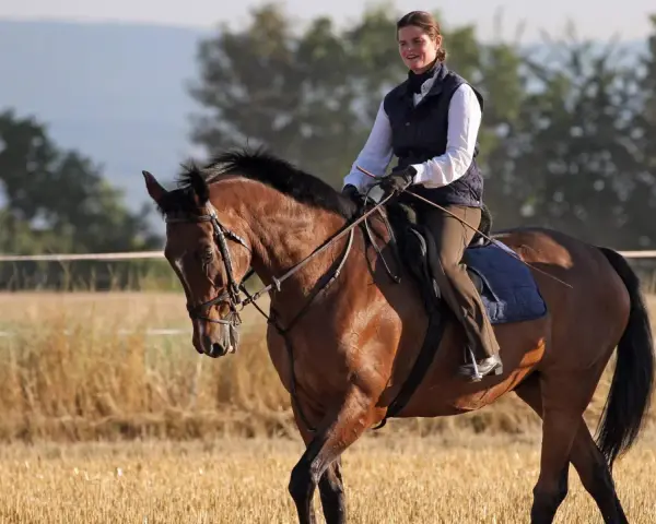 Reiterin auf braunem Pferd im Feld, die Zügel scheinen die Martingal Wirkung zu unterstützen, um den Kopf des Pferdes in Position zu halten.