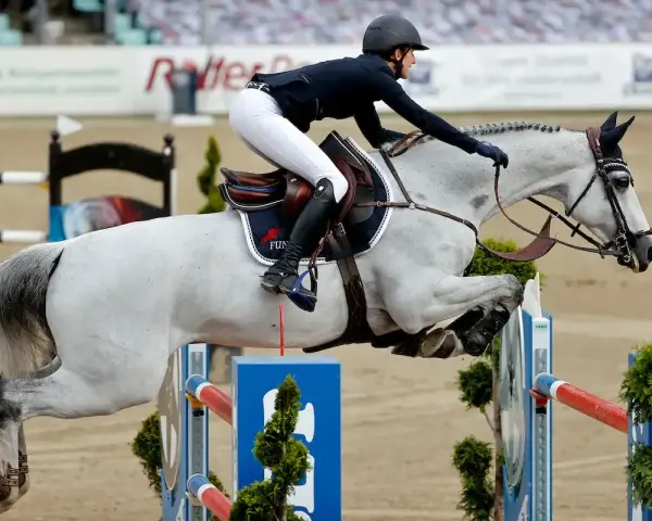 Reiterin und Schimmel springen über Hindernis. Der Aufbau der **Springgymnastik** zeigt die Eleganz und Kraft des Pferdesports.
