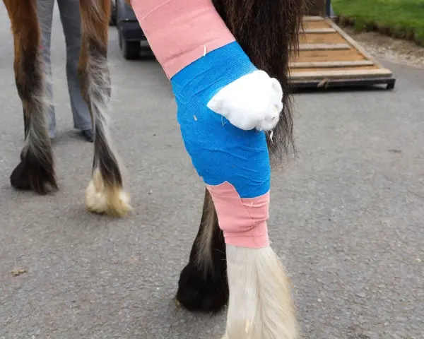 Pferdebiss am Bein: Verband aus rosa und blauer Binde schützt die Wunde. Was tun bei einem Pferdebiss?