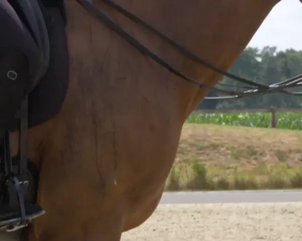 Ein Reiter auf einem braunen Pferd, das schnell schwitzt. Man sieht die Beine des Reiters in schwarzen Reithosen und Stiefeln, die Zügel und den Hals des Pferdes.