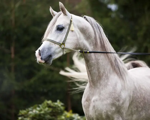 Edler **Araber Kopf** mit feiner Schnauze und elegantem Zaumzeug, im Hintergrund grüner Wald.