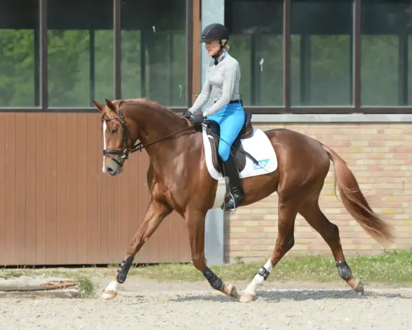 Reiterin in blauer Reithose und Helm übt Dressur mit braunem Pferd.