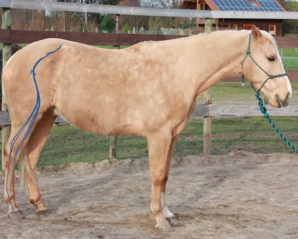 Ein isg pferd mit blauen Linien auf dem Hinterbein steht auf einem Reitplatz.