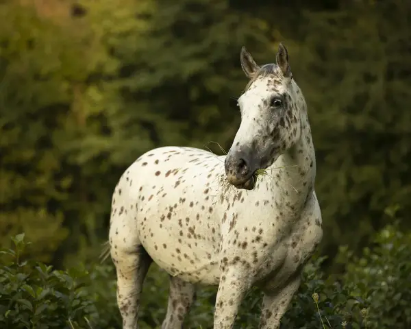 Ein gesprenkeltes Pferd, wie Pippi Langstrumpf es liebte, frisst Gras. Die Rasse ist unklar, aber es ist ein schöner Anblick.