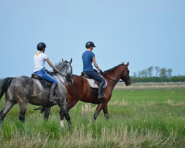 Zwei Reiterinnen auf Pferden im Feld. Die Frage "wie lange braucht man um reiten zu lernen" beschäftigt viele Anfänger.