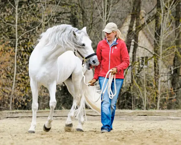 Ein weißes Pferd mit wallender Mähne schnappt nach seiner Reiterin, die es an der Longe führt.