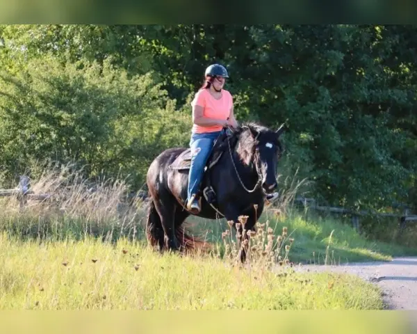 Eine Frau reitet auf einem kräftigen Noriker-Pferd durch eine sonnige Wiese.