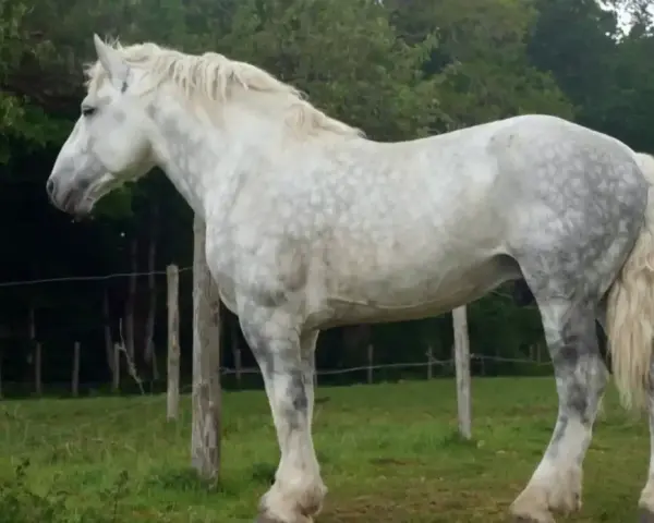 Ein majestätisches Percheron Pferd mit schimmerndem Fell steht auf einer grünen Wiese, umgeben von Bäumen und Zäunen.