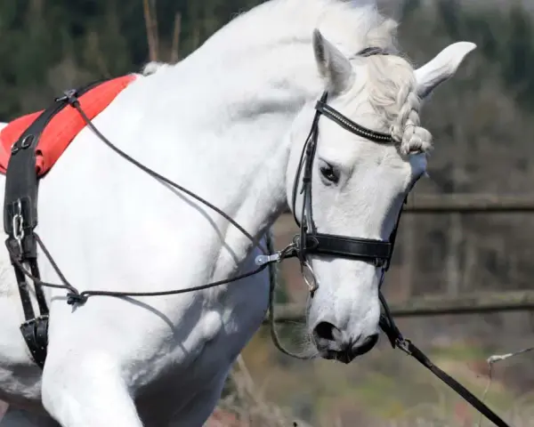 Ein weißes Pferd mit Zügeln und einem roten Sattelgurt. Verschiedene Ausbinder Arten sind hier zu sehen, die dem Pferd Halt geben.
