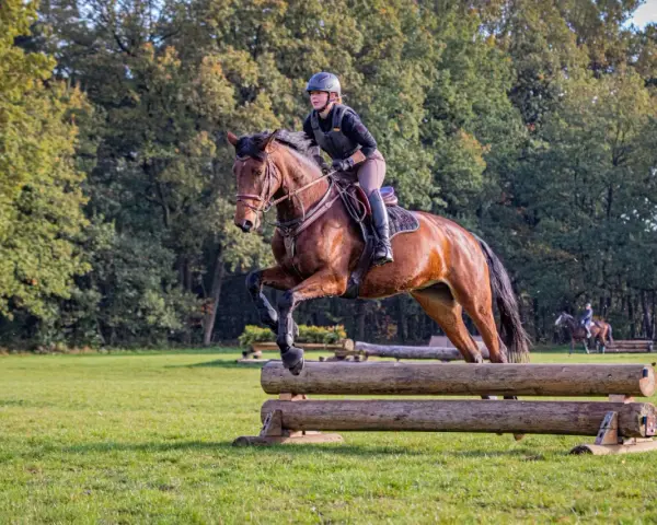 Reiterin mit Helm und Weste meistert mit ihrem braunen Pferd einen Sprung über ein Holzhindernis beim cross country reiten.