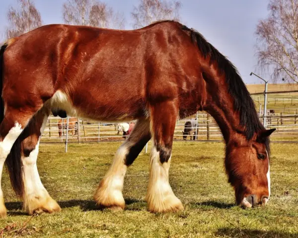 Ein kräftiges braunes Pferd mit weißen Beinfesseln, typisch für englische Pferderassen, grast friedlich auf einer sonnigen Weide.