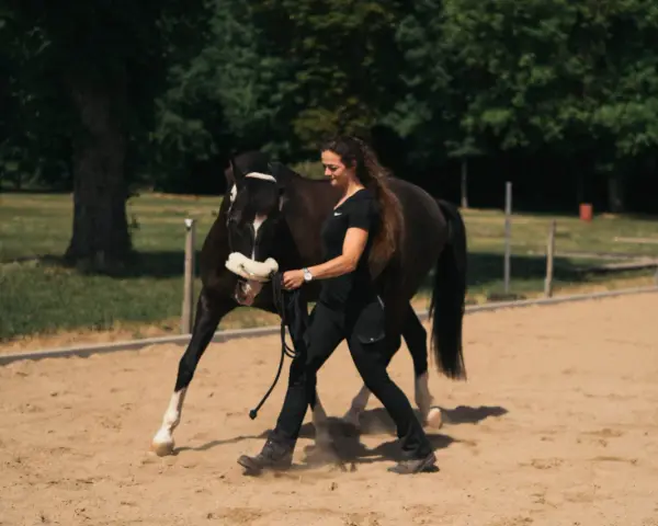 Frau führt braunes Pferd auf Sandplatz, bereit für Dressur reiten.