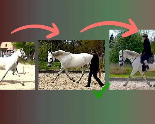 Schritt reiten: Vom falschen zum richtigen Gang für Muskelaufbau. Pferd wird korrekt geführt und geritten.