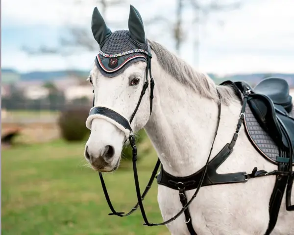 Ein weißes Pferd mit einem eleganten Zaumzeug und einer Satteldecke, bereit für den Ausritt.