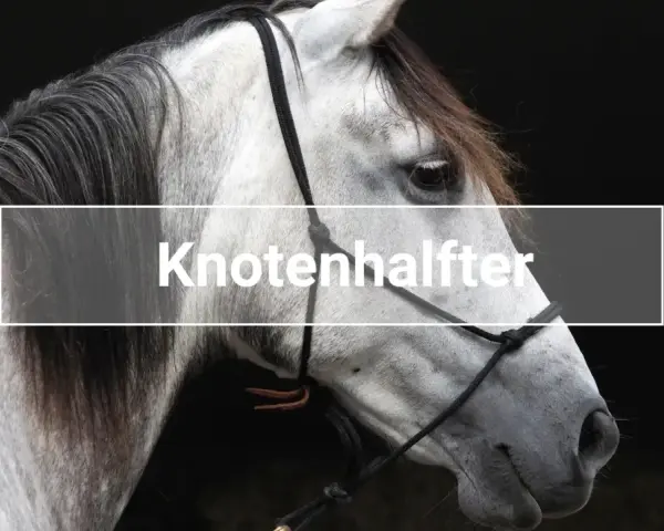 Ein graues Pferd mit einem Knotenhalfter.