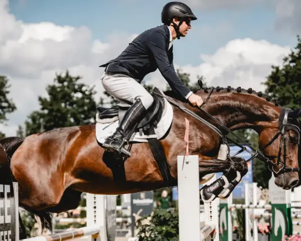 Ein Reiter im Springsattel überwindet mit seinem braunen Pferd eine Hürde. Das **Pferd ausreiten** ist hier eine elegante Disziplin.