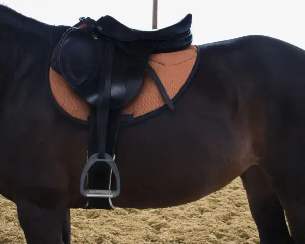 Ein braunes Pferd mit Sattel und Sattelgurt. Der Sattelgurt ist richtig angelegt und liegt gut auf dem Pferderücken.