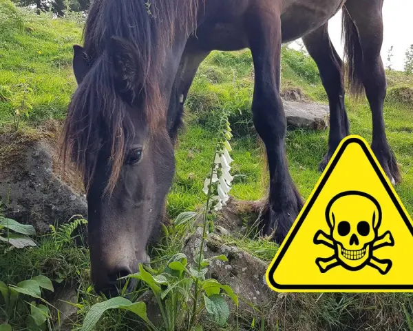 Ein Pferd frisst in der Nähe einer Fingerhutpflanze. Ein Warnschild mit Totenkopf weist auf die Gefahr einer Selenvergiftung bei Pferden hin.