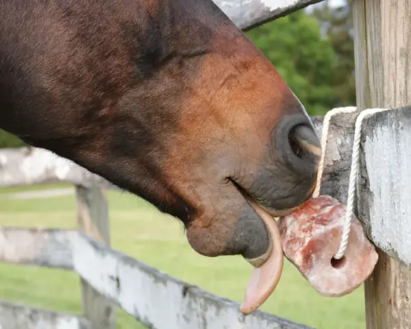 Ein braunes Pferd leckt genüsslich an einem rosafarbenen Salzleckstein, der an einem Holzzaun hängt.