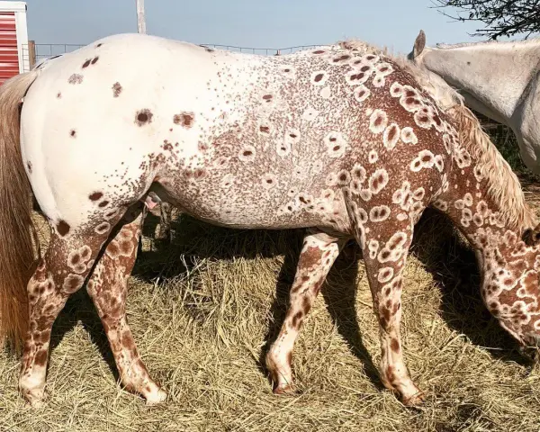 Ein Appaloosa-Pferd mit einzigartigen braunen Flecken auf weißem Fell, das auf einer Heuballenwiese frisst. Die Appaloosa-Farben sind atemberaubend.