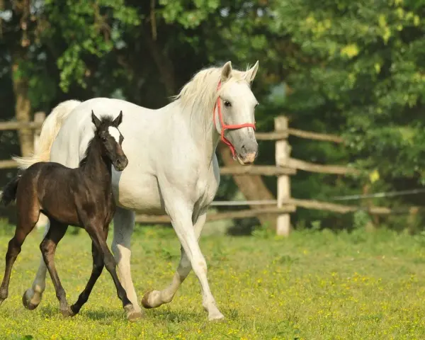 Ein braunes Fohlen neben einer weißen Lipizzaner-Stute auf einer blühenden Wiese. Die unterschiedlichen Lipizzaner Farben zeigen sich schon früh.