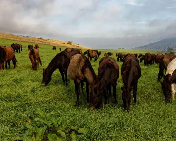 Eine Herde Huzulen Pferde grast friedlich auf einer saftigen grünen Wiese unter einem bewölkten Himmel.