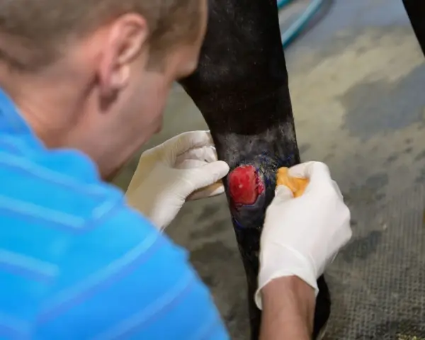 Tierarzt behandelt eine Wunde am Bein eines Pferdes. Das rote, fleischige Gewebe deutet auf eine tiefe Verletzung hin, die sorgfältige Pflege benötigt, um wildes Fleisch zu vermeiden.