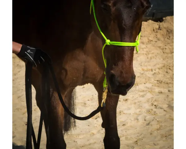 Ein Pferd mit einem neongrünen Knotenhalfter wird für das Longieren vorbereitet. Eine Hand in einem Handschuh hält die schwarze Longe.