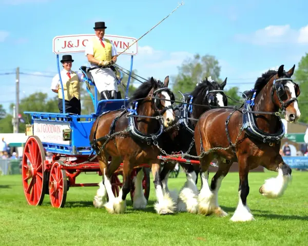 Prächtige Shire Horses ziehen einen Wagen mit zwei Fahrern in Festtagskleidung.