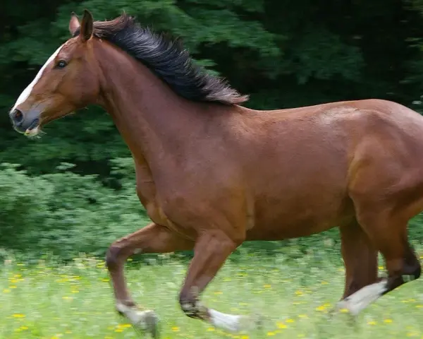 Ein braunes Warmblut Pferd galoppiert über eine blühende Wiese, sein schwarzes Haar weht im Wind.
