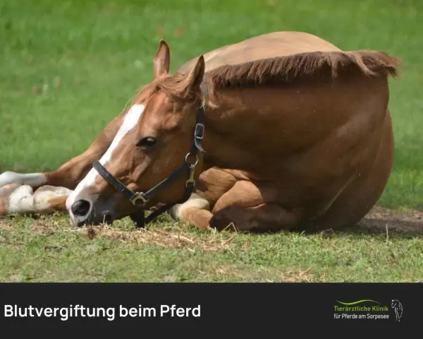 Braunes Pferd liegt erschöpft im Gras. Mögliche **Sepsis Pferd Symptome** wie Lethargie sind erkennbar.