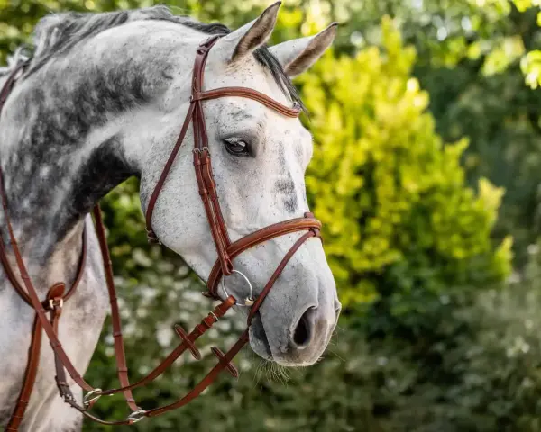 Schimmel mit braunem Zaumzeug. Die Gebissscheiben wirken sanft, das Pferd ist aufmerksam.