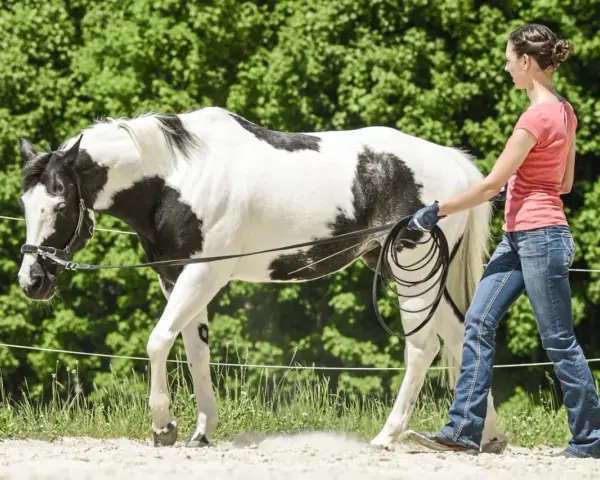 Eine Frau longiert ein schwarz-weiß geflecktes Pferd mit Kappzaum. Das Pferd bewegt sich im Kreis, die Frau hält die Longe.