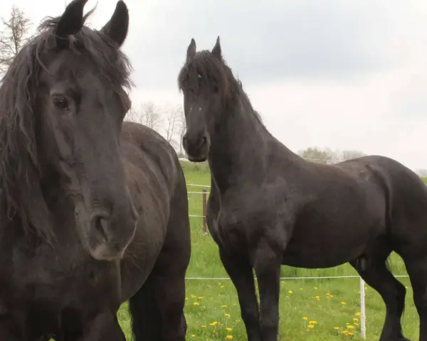 Zwei schwarze Pferde auf einer grünen Wiese. Das linke Pferd hat eine wallende Mähne, die an eine Pony-Frisur erinnert.