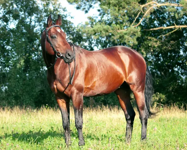 Brauner Hengst mit glänzendem Fell und stolzer Haltung, der den edlen Trakehner Charakter widerspiegelt.