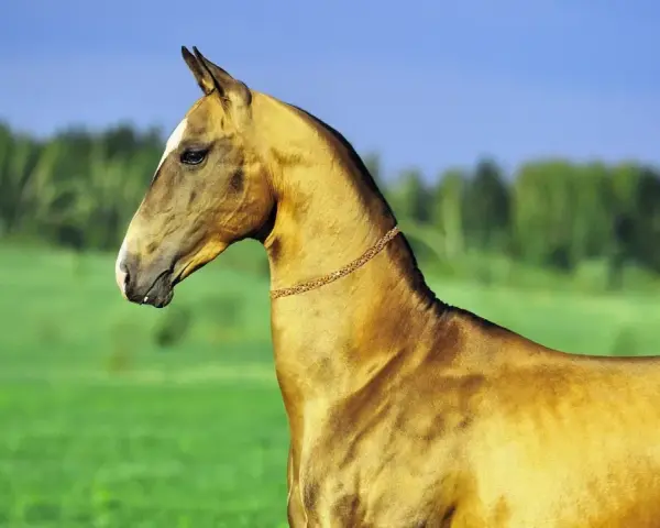 Ein edler Achal-Tekkiner mit glänzendem Fell und einer goldenen Halskette steht auf einer grünen Wiese vor einem blauen Himmel.