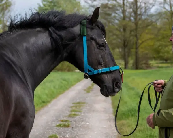 Mann zeigt, wie man ein Hackamore richtig verschnallt. Ein schwarzes Pferd mit blauem Halfter steht auf einem Feldweg.