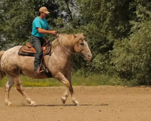 Mann reitet Pferd im Westernsattel, zeigt feine Hilfengebung beim westernreiten. Staub wirbelt auf.
