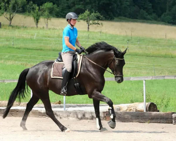 Ein Reiter im blauen Polohemd und Helm reitet ein dunkles Pferd durchs Genick auf einem Sandplatz.