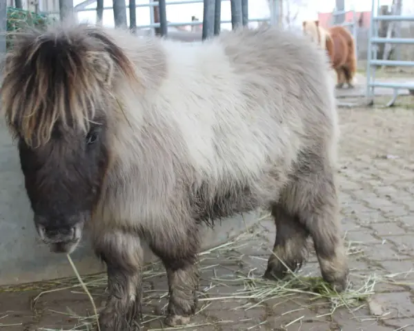 Ein flauschiges Shetlandpony mit langer Mähne steht auf einem Hof. Es ist bereit für das Shetlandpony reiten.