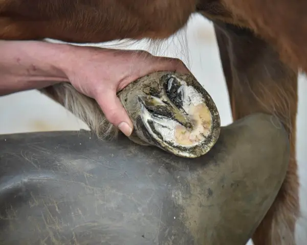 Ein Hufschmied untersucht den Huf eines Pferdes. Die Aufnahme zeigt, was ist Hufrehe, eine schmerzhafte Entzündung im Huf.