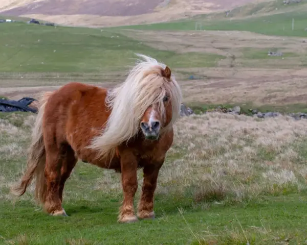Ein brauner Shetland-Pony mit wallender Mähne steht auf einer grünen Wiese.