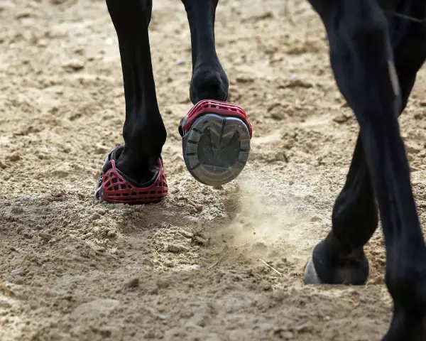 Schwarzes Pferd mit roten Hufschuhen auf sandigem Boden. Ein Hufschuh wirbelt Staub auf.