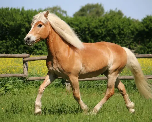 Ein Haflinger galoppiert über eine grüne Wiese. Sein Gewicht ist gut proportioniert für seine Rasse.