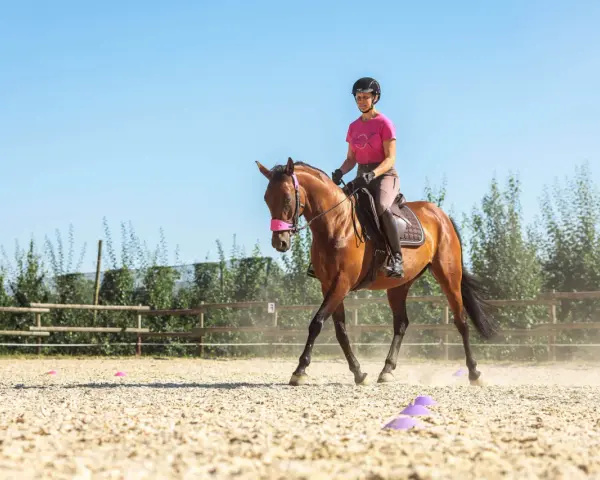 Reiterin versucht, das pferd widersetzt sich beim antraben. Der braune Hengst hebt den Kopf, die Reiterin im rosa Shirt hält die Zügel fest.