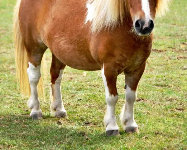 Braunes Pferd mit weißer Blesse und deutlich sichtbarer Wassereinlagerung am Bauch steht auf einer grünen Wiese.