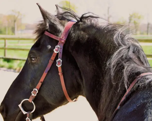 Ein schwarzes Pferd mit einer braunen Kandare, das auf einer Koppel steht.
