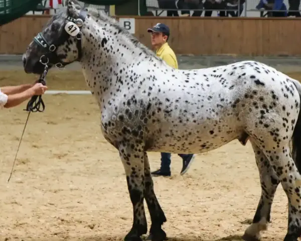 Ein Mann in Tracht präsentiert ein geschecktes Noriker-Pferd. Diese robusten Pferde haben eine beachtliche Noriker Lebenserwartung.
